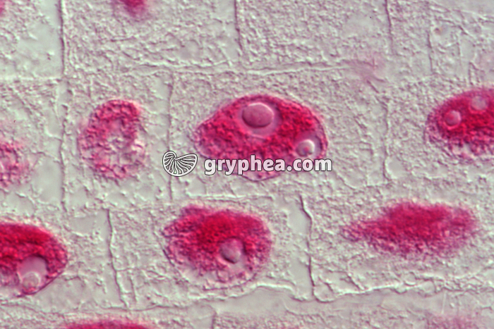 Mitoses dans des cellules de racine d'Ail - coloration Feulgen x400 - gryphea.com